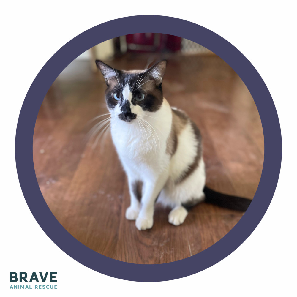 Burt Reynolds, an adoptable Snowshoe, Domestic Short Hair in Lincoln, NE, 68516 | Photo Image 1