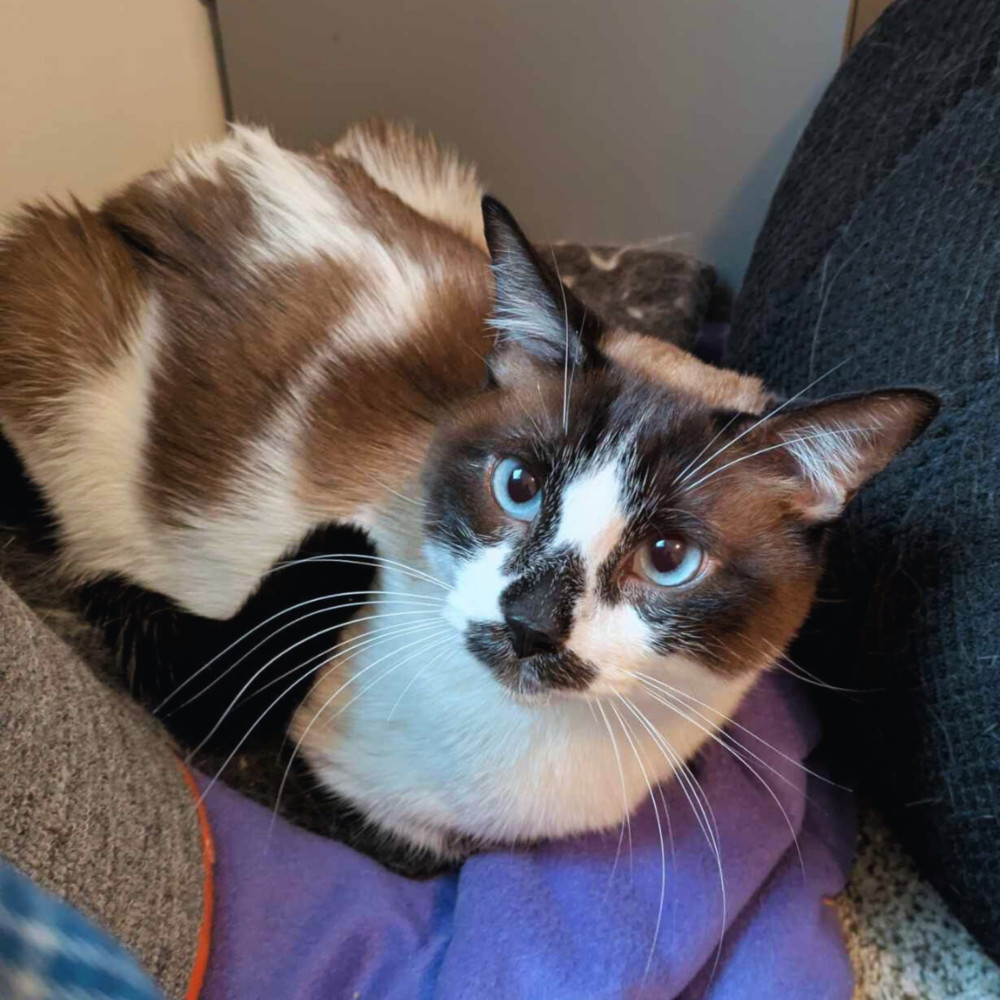 Burt Reynolds, an adoptable Snowshoe, Domestic Short Hair in Lincoln, NE, 68516 | Photo Image 2