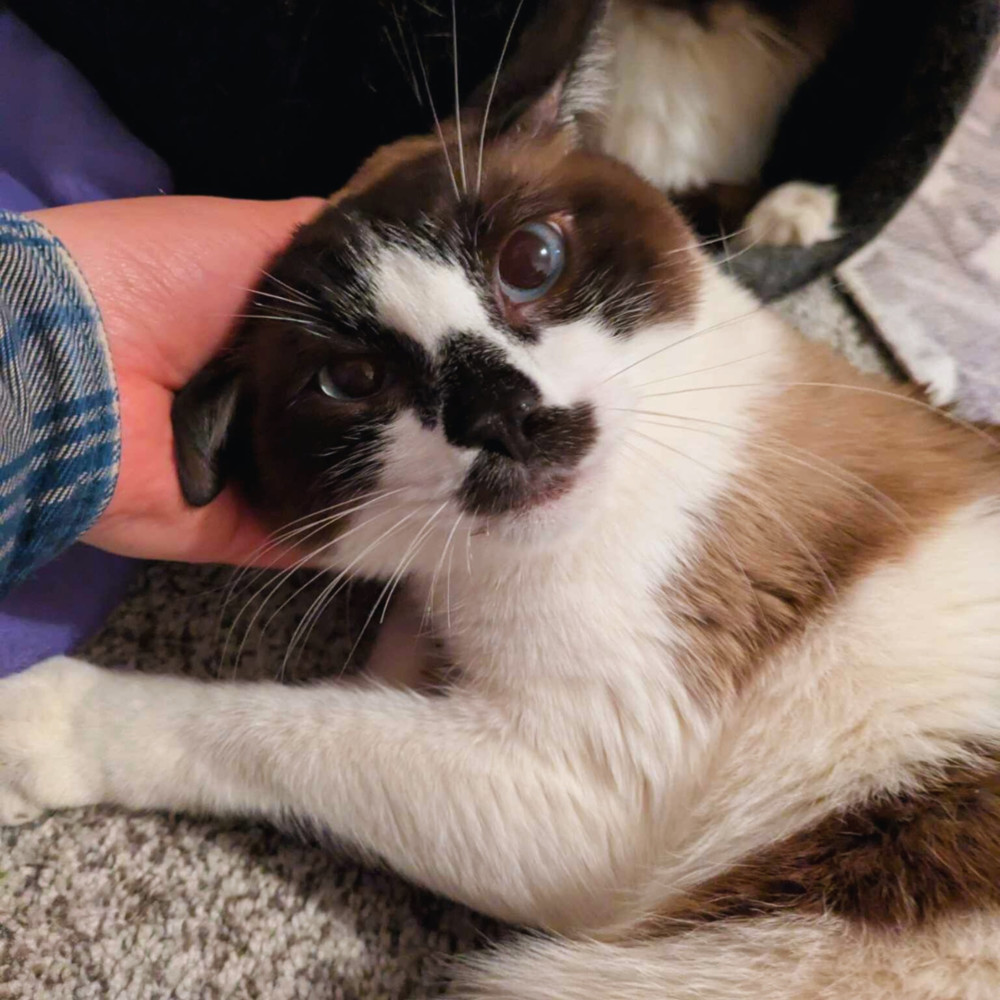 Burt Reynolds, an adoptable Snowshoe, Domestic Short Hair in Lincoln, NE, 68516 | Photo Image 6