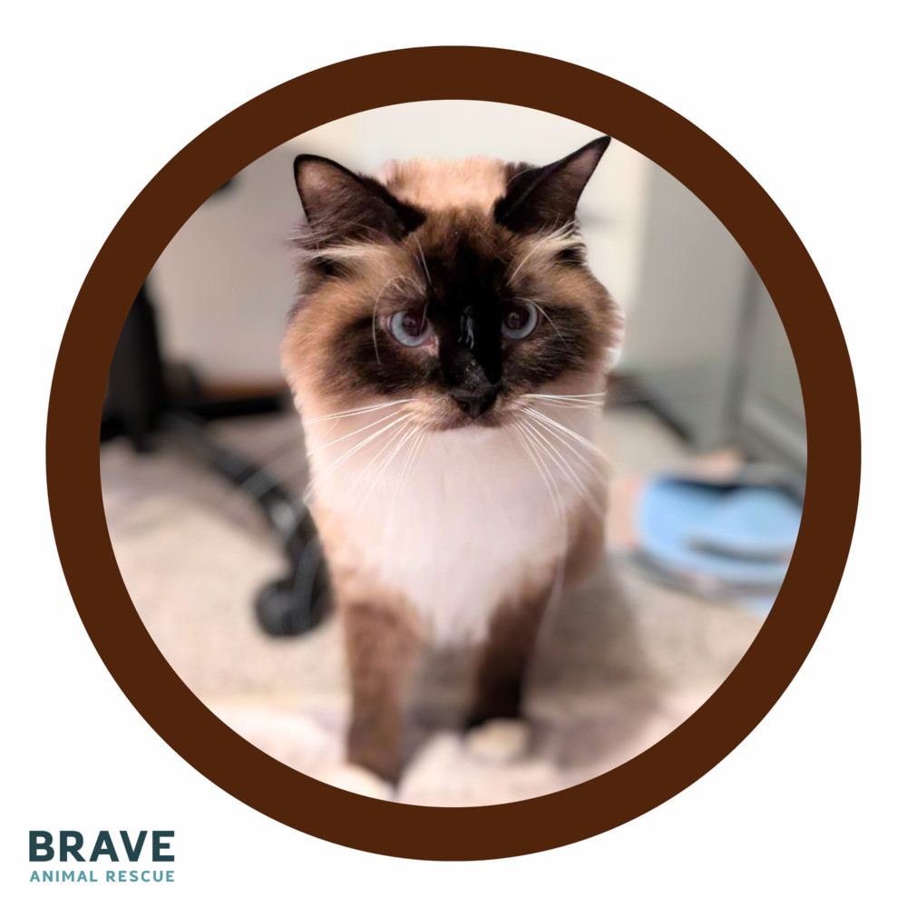 Sally Field, an adoptable Snowshoe, Domestic Long Hair in Lincoln, NE, 68516 | Photo Image 1