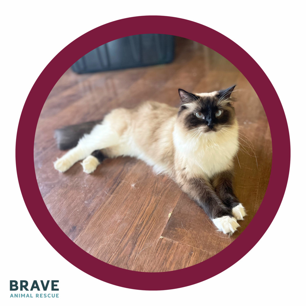 Sally Field, an adoptable Snowshoe, Domestic Long Hair in Lincoln, NE, 68516 | Photo Image 2