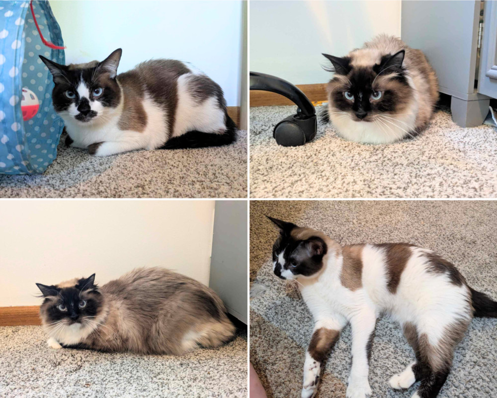 Sally Field, an adoptable Snowshoe, Domestic Long Hair in Lincoln, NE, 68516 | Photo Image 3