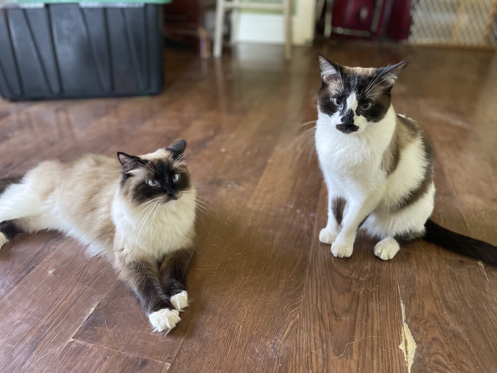 Sally Field, an adoptable Snowshoe, Domestic Long Hair in Lincoln, NE, 68516 | Photo Image 6