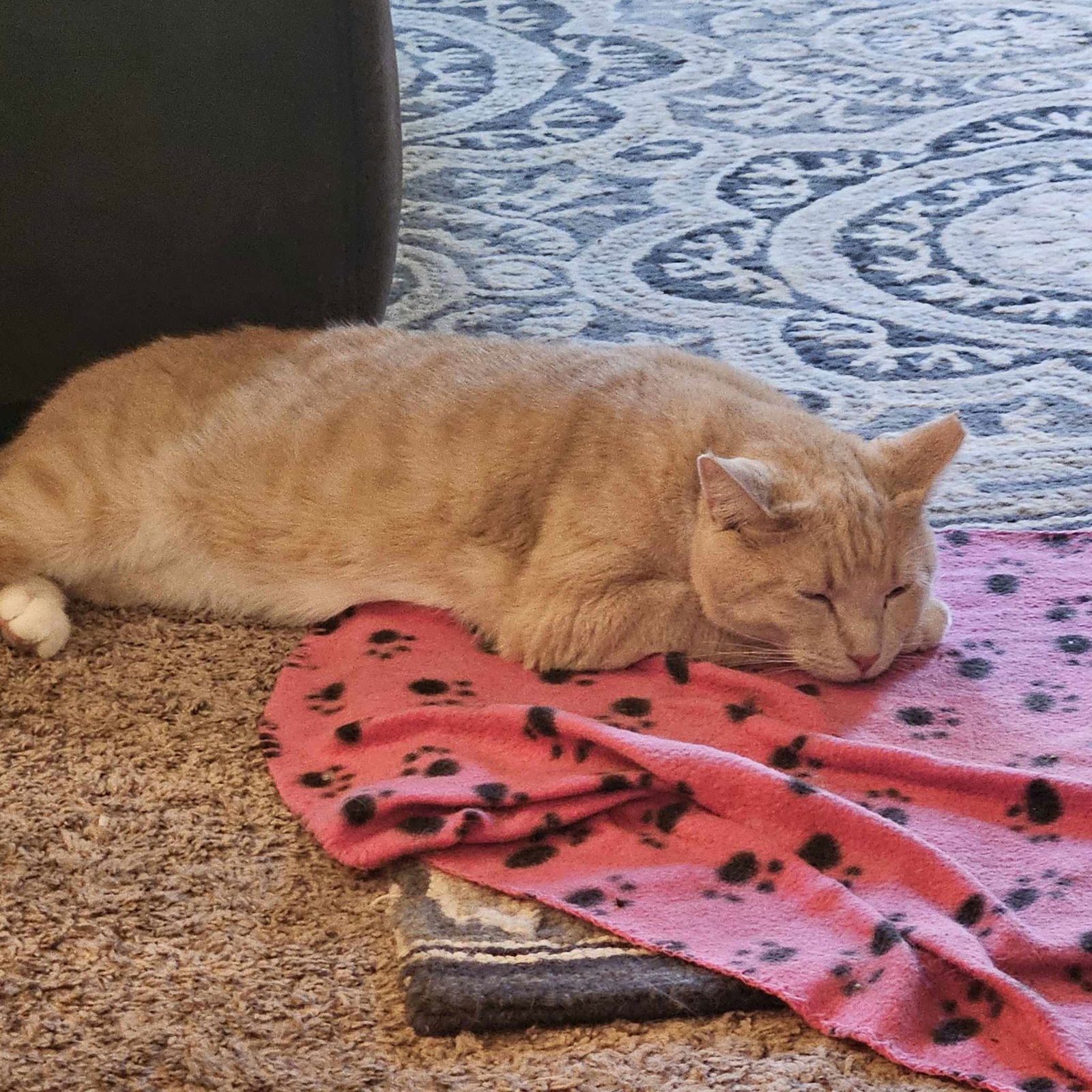 Leo