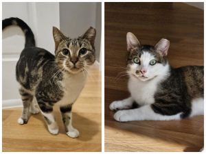 Jaguar &amp; Jetta, Young Male Domestic Short Hair
