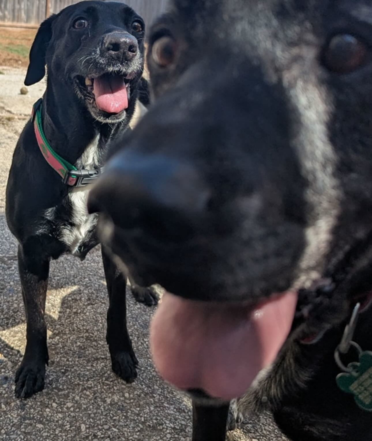 Rose & Lucy