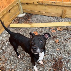 Meet beautiful Gracie She and her sister Sweet Pea landed on death row right after the loss of thei