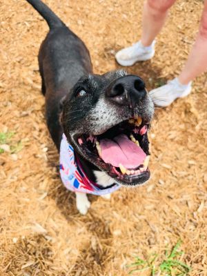 Meet beautiful Gracie She and her sister Sweet Pea landed on death row right after the loss of thei