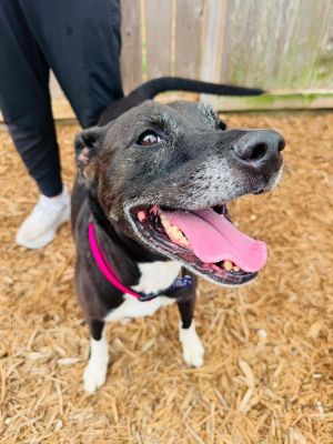 Meet beautiful Gracie She and her sister Sweet Pea landed on death row right after the loss of thei