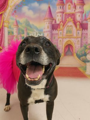 Meet beautiful Gracie She and her sister Sweet Pea landed on death row right after the loss of thei
