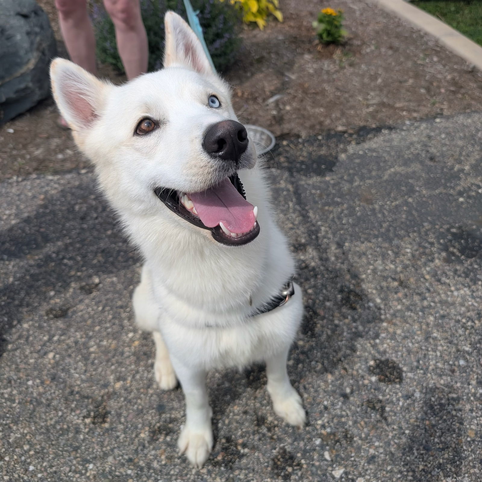 Hozier, an adoptable Husky in Fargo, ND, 58103 | Photo Image 1