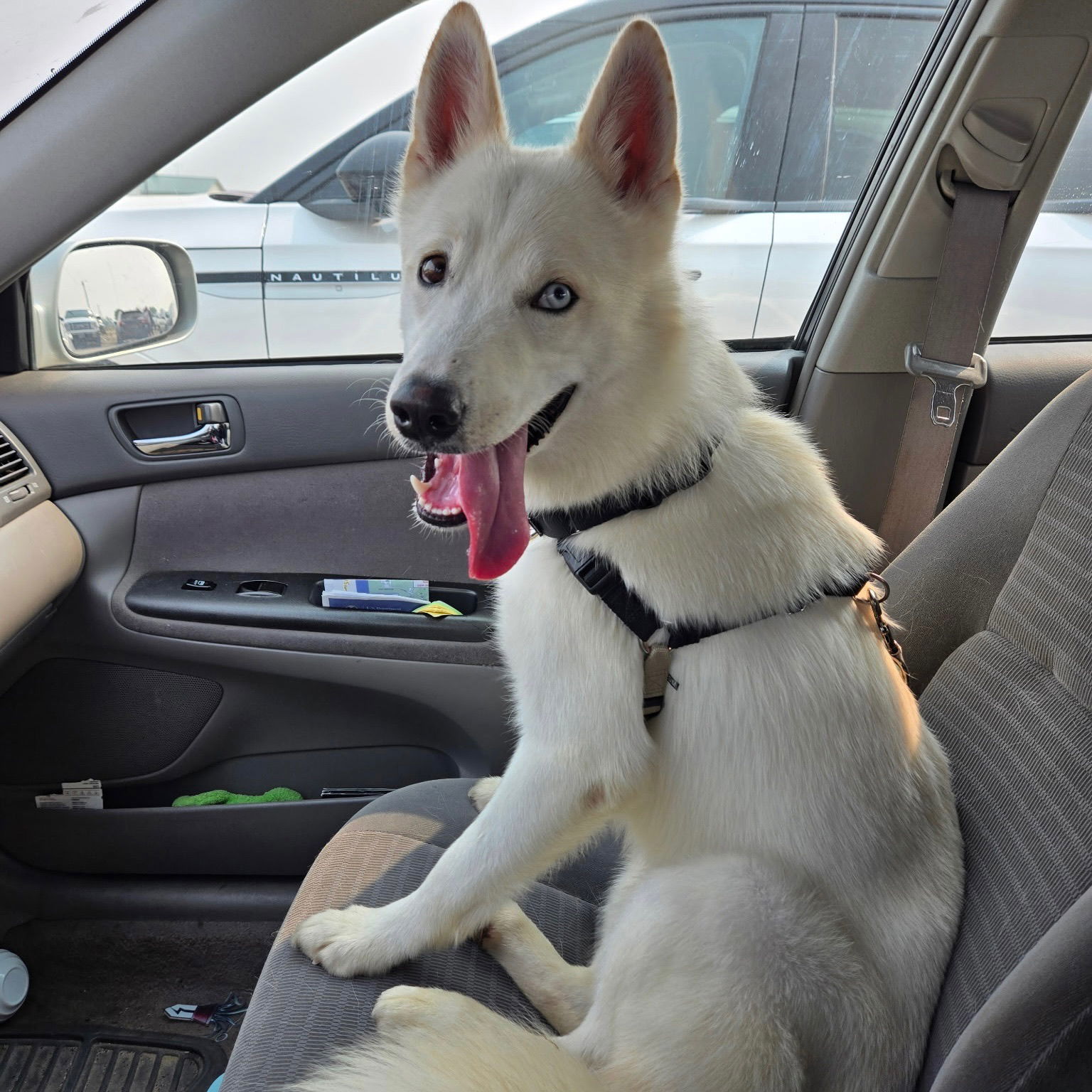 Hozier, an adoptable Husky in Fargo, ND, 58103 | Photo Image 2