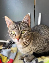 Willow, Young Female Domestic Short Hair