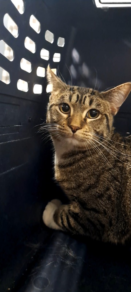 Sasha, an adoptable Domestic Short Hair in Virginia, MN, 55792 | Photo Image 1