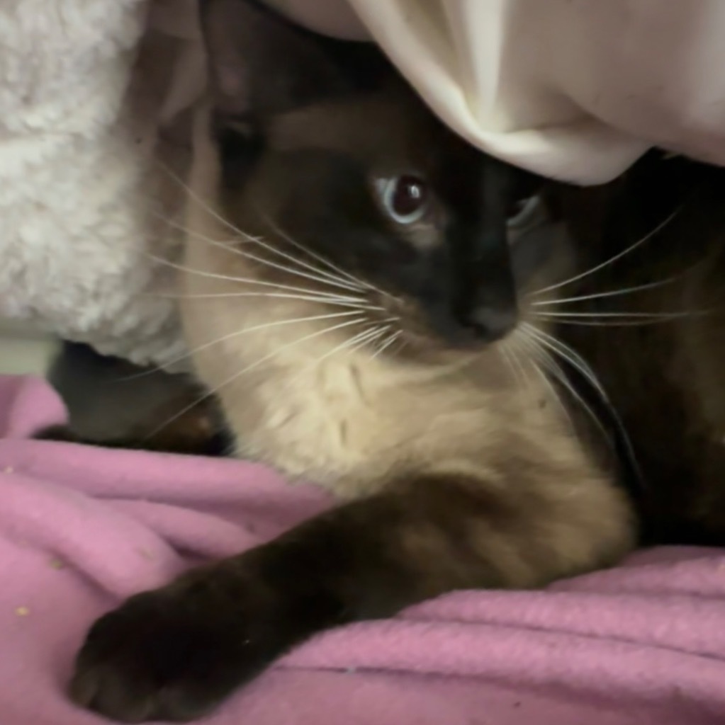 Mattieo, an adoptable Siamese in Virginia, MN, 55792 | Photo Image 1