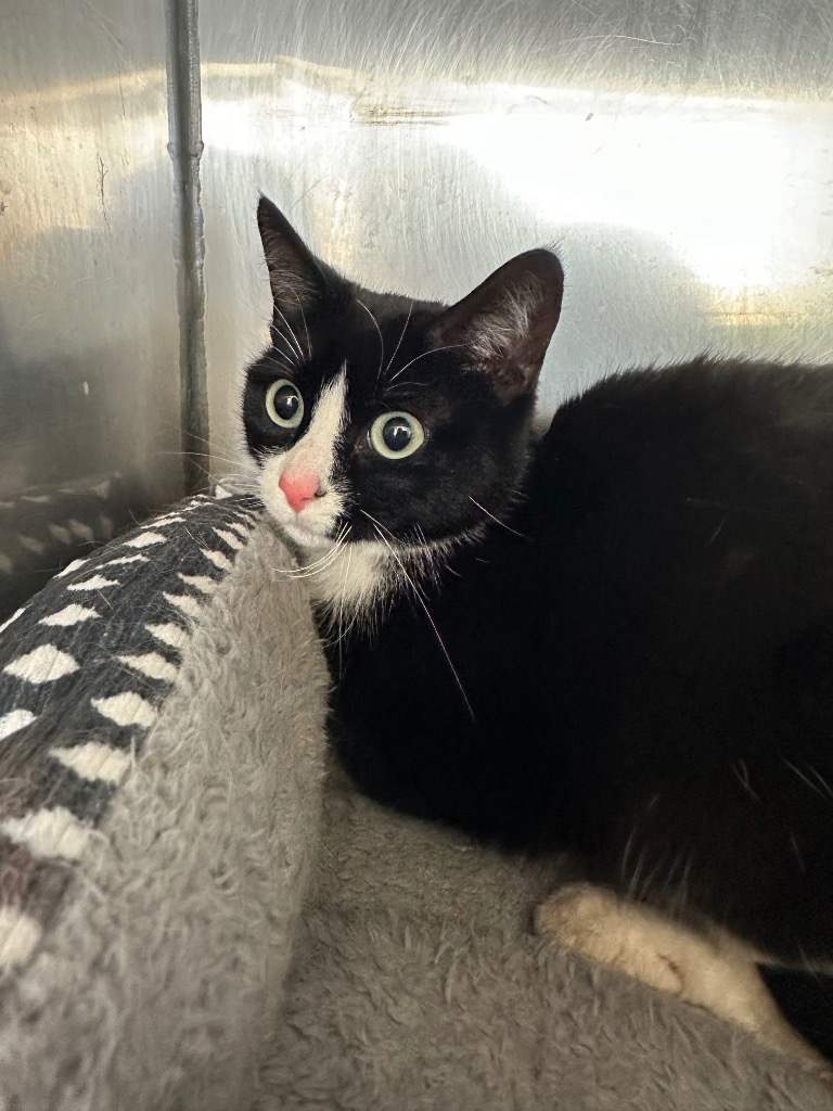 Zahra, an adoptable Domestic Short Hair in Virginia, MN, 55792 | Photo Image 1