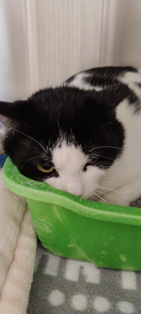Casper, an adoptable Domestic Short Hair in Virginia, MN, 55792 | Photo Image 1