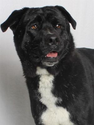 Ziggy and Costello are a bonded pair of lovebugs looking for a home together They love being around