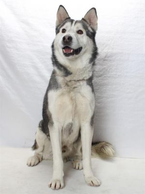 Meet Kanook True to the meaning of his name Kanook embodies the spirit of the wolf This stunning 