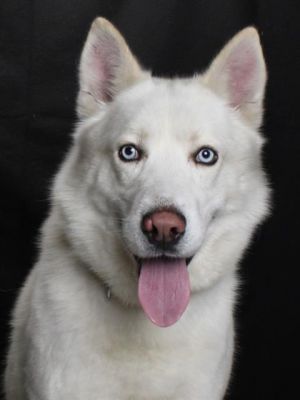 Snowy is a strikingly handsome pup with icy blue eyes and a heart as warm as his name is cool