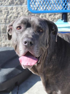 This beautiful boy Mowgli is 5 years old He was surrendered by his owner of 4 years because she fe