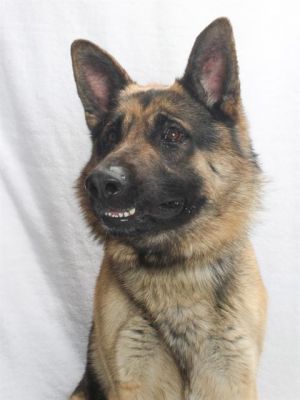 TYSON German Shepherd Dog Dog