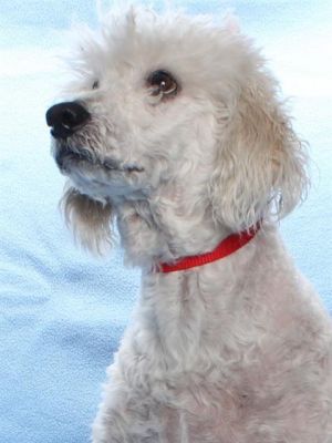 SIMBA Poodle Dog