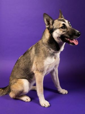 Say hello to this beautiful bonded duo A volunteer spent time with them and had this to say They d