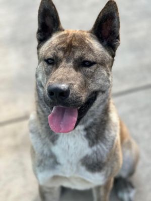 TONGA Akita Dog