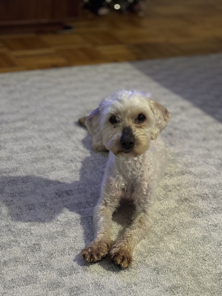 Benny Blanco (200)