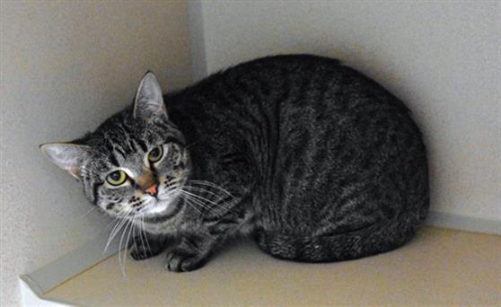 HARMONY, an adoptable Domestic Short Hair in Loveland, CO, 80538 | Photo Image 1