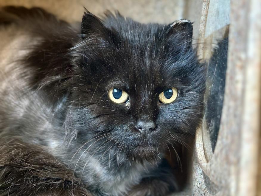 MAUI, an adoptable Domestic Long Hair in Loveland, CO, 80538 | Photo Image 1