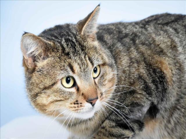 THOMAS, an adoptable Domestic Short Hair in Loveland, CO, 80538 | Photo Image 1