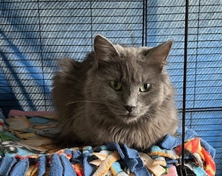 JENNI, an adoptable Domestic Medium Hair in Loveland, CO, 80538 | Photo Image 1