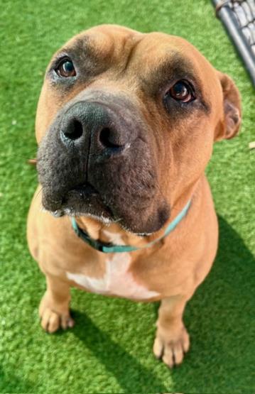BALOO, an adoptable American Staffordshire Terrier, Boerboel in Sarasota, FL, 34241 | Photo Image 1