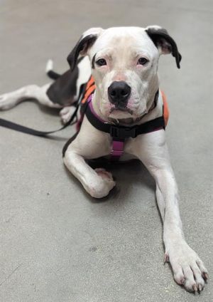 YOGURT American Staffordshire Terrier Dog