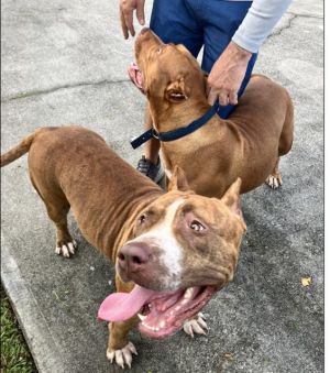 SWEET POTATO American Staffordshire Terrier Dog