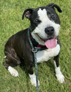 PLUTO American Staffordshire Terrier Dog