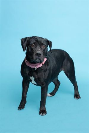 NOEL American Staffordshire Terrier Dog