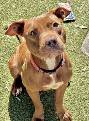 COCOA American Staffordshire Terrier Dog