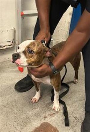 LUNA American Staffordshire Terrier Dog