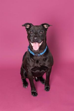 MUSHU Labrador Retriever Dog