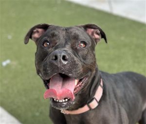 CORALINE American Staffordshire Terrier Dog