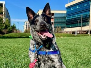 CALI Australian Cattle Dog / Blue Heeler Dog
