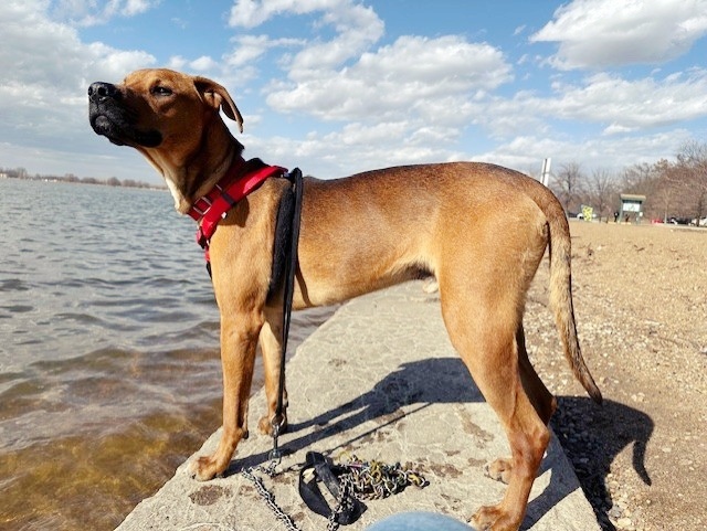 MOJO
