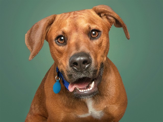 MOJO