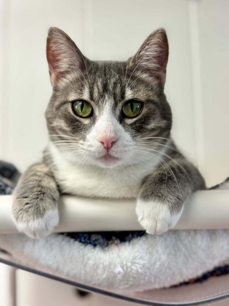 Bellatrix