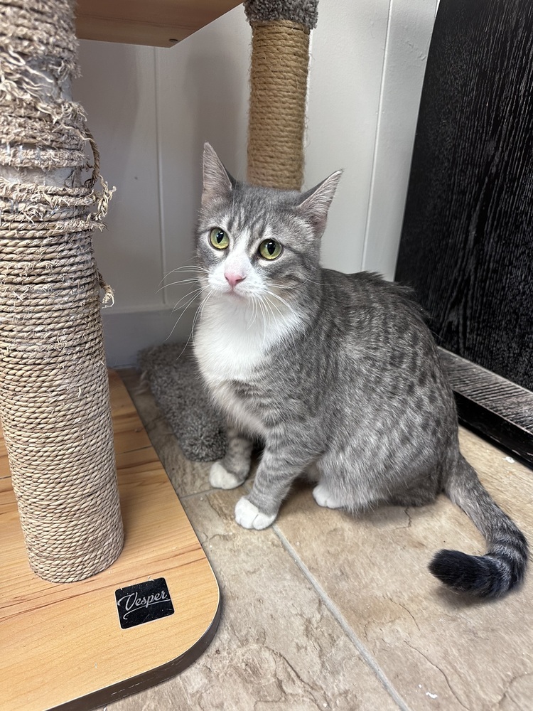 Bellatrix