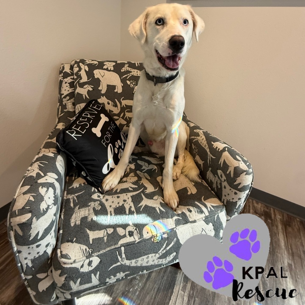 Benny Boy, an adoptable Husky, Pit Bull Terrier in Kenai, AK, 99611 | Photo Image 1