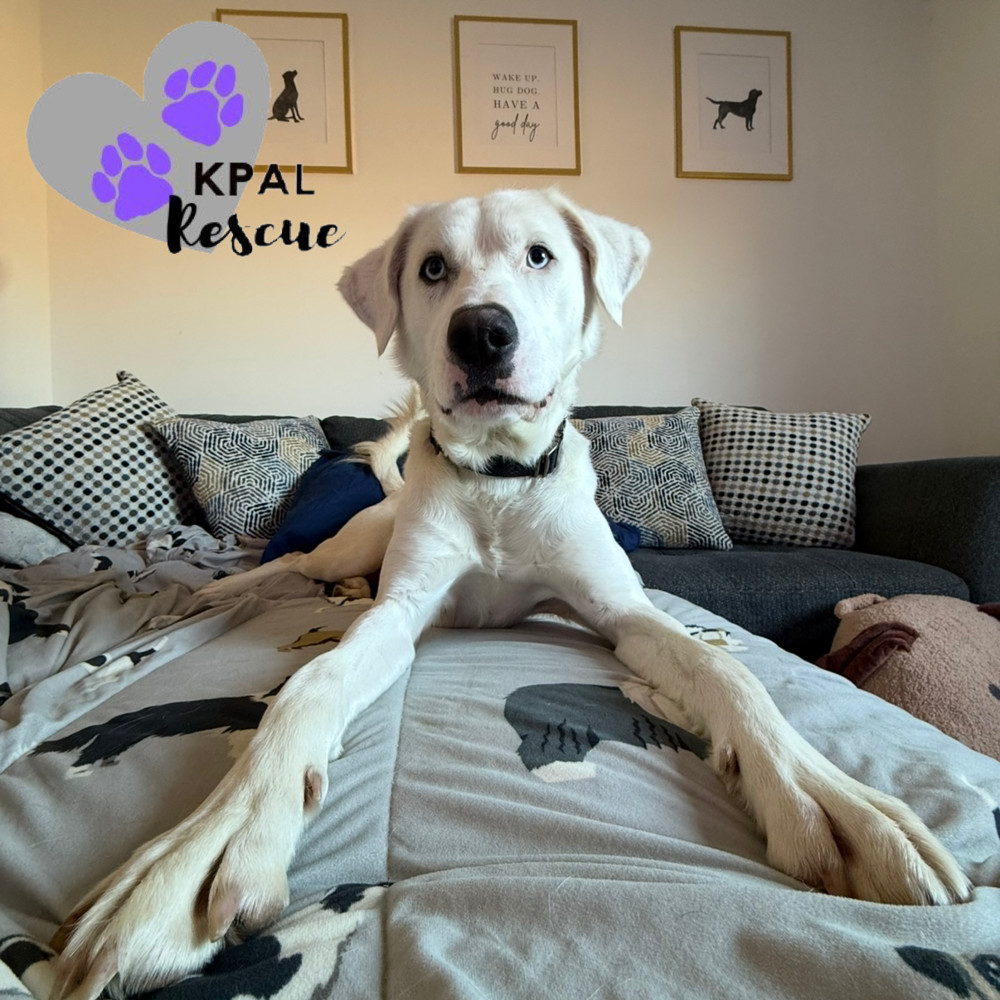Benny Boy, an adoptable Husky, Pit Bull Terrier in Kenai, AK, 99611 | Photo Image 2